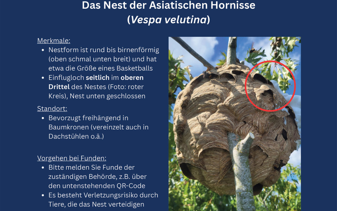Nest der Asiatischen Hornisse – Fund bitte melden!