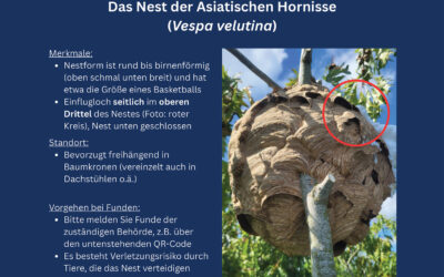 Nest der Asiatischen Hornisse – Fund bitte melden!